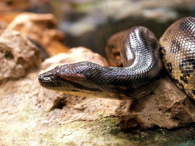 Anaconda　Images